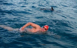Delfines protegen a nadador maratonista de los tiburones